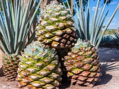 Everything You Need To Know About The Blue Agave Plant E84bf074 Cb0e 4dcf 8b28 Cc4f34846d2e
