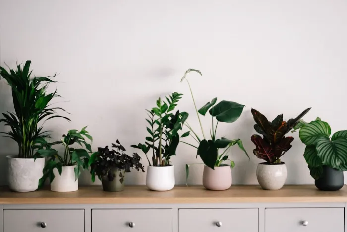 house plants