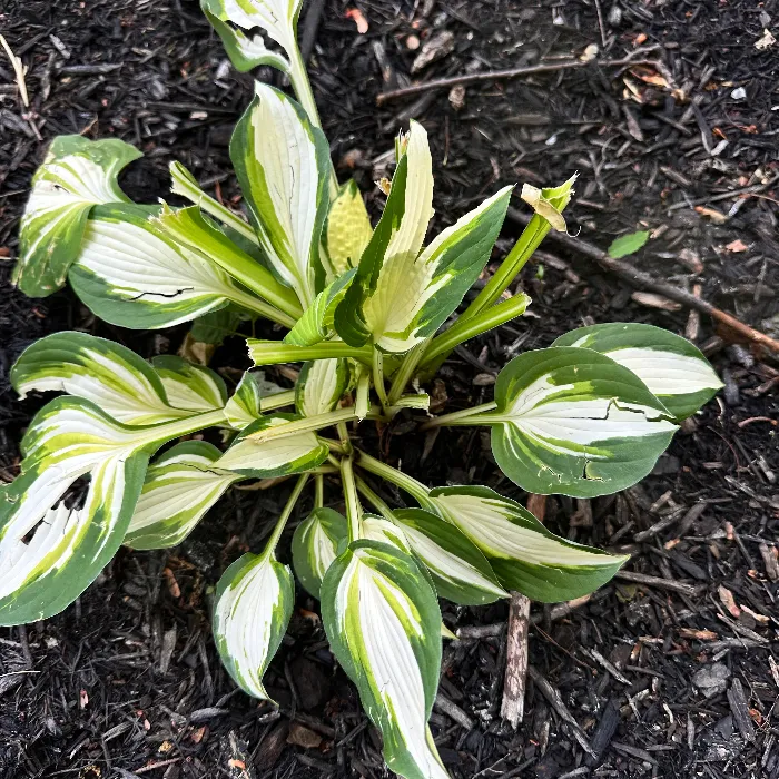 hosta eaten by deer