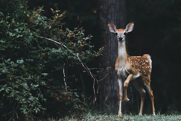 fawn