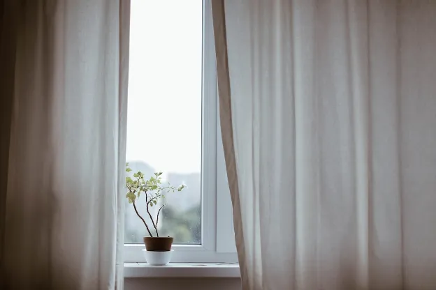 plant in window