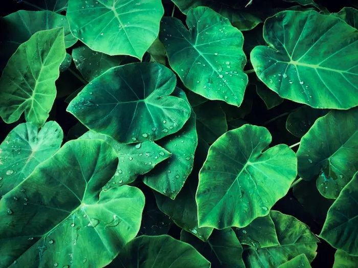 ear-resistible-growth-tips-for-thriving-elephant-ear-plants