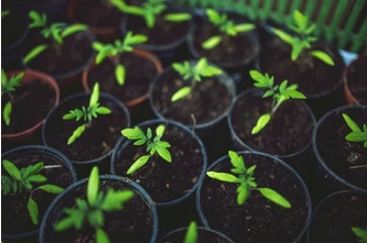 soil for tomato plants