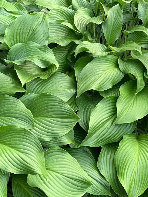 hosta