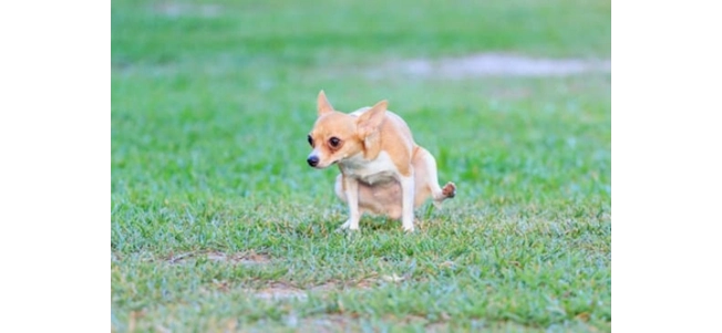 dog leaving urine spots on lawn