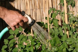 watering tomato plants