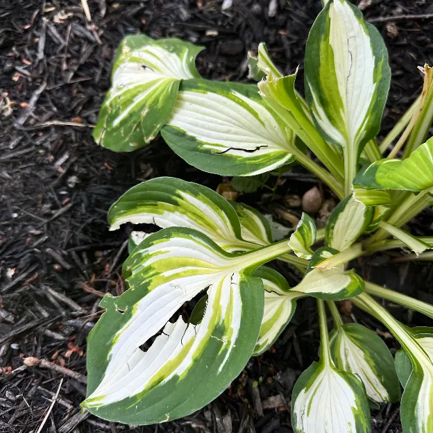 Keeping Deer Away from Hostas A Comprehensive Guide