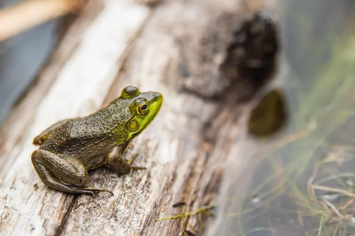 What Does Frog Poop Look Like 