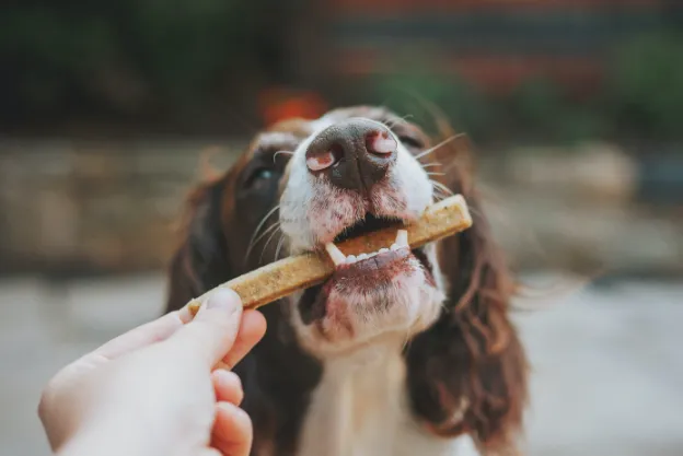 Dog eating his healthy snack