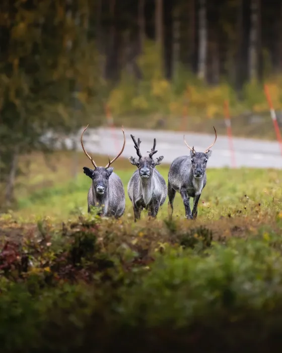 Unguided Caribou Hunting Alaska 