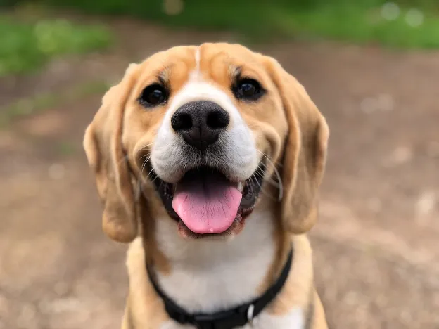 Happy dog portrait