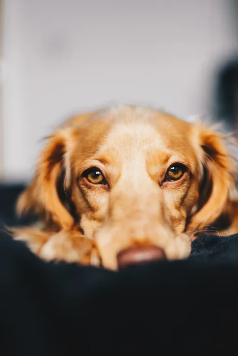 Dog Breed With Eyebrows 