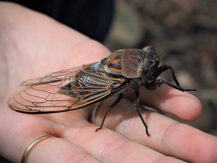 Are Cicadas Dangerous