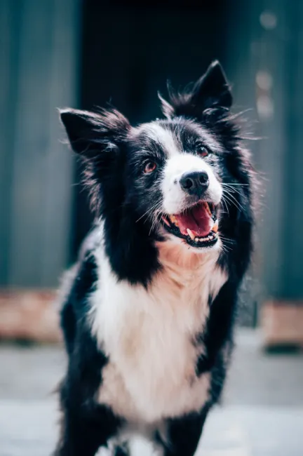 Black and white shaggy dog ​​with open mouth looking at you