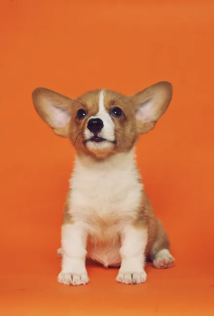 A friendly puppy with very protruding, very large white-brown ears