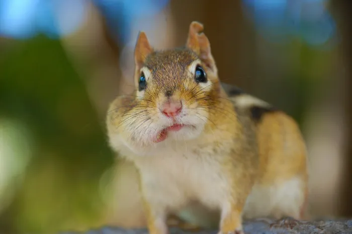 chipmunk