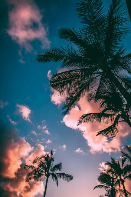  Palm trees set against a dramatic blue sky and glowing pink clouds near Ruskin, Florida RV parks.

