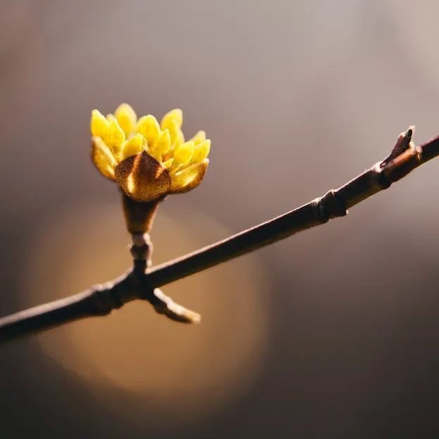 Close-up of a yellow flower bud opening on a tree branch, symbolizing spring and the start of RV season.