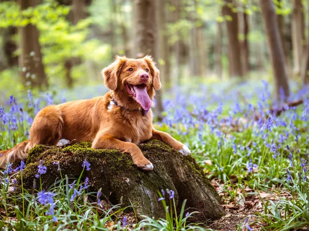 Happy dog sitting on a moss-covered stump surrounded by wildflowers, enjoying nature on a full-time RV trip.

