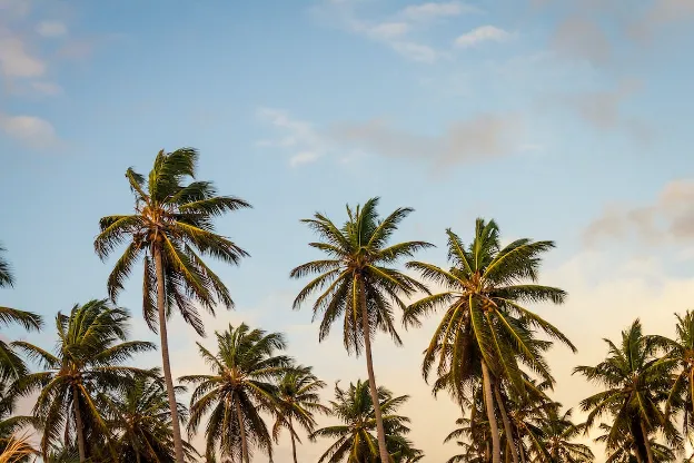  Florida palm trees in Ruskin standing tall under a light blue and golden yellow evening sky.

