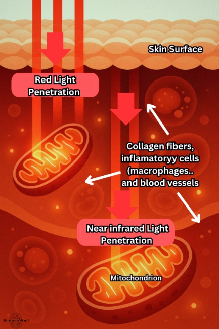 an Illustration showing red and near-infrared light penetrating skin to stimulate mitochondria for cellular healing.