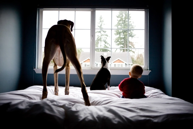air purifiers are for pet dander and fur