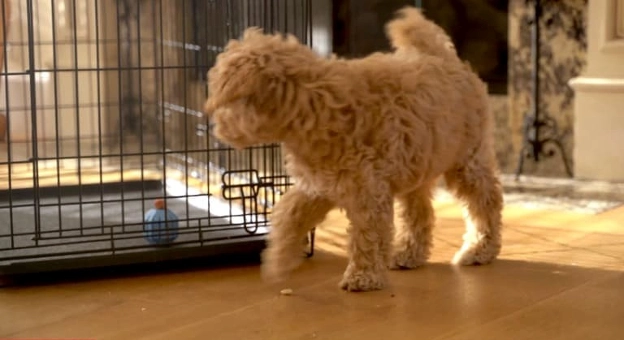 goldendoodle crate training