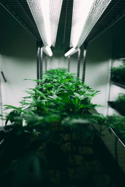 grow lights