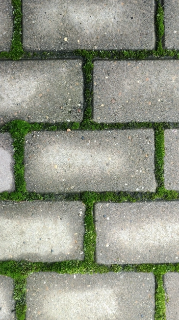 moss