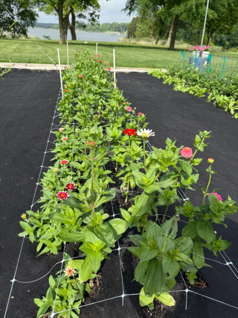 netting to hold flowers upright