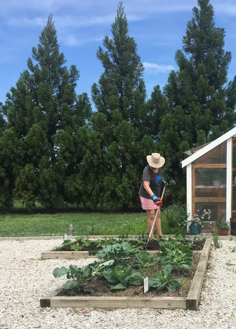 vegetable garden