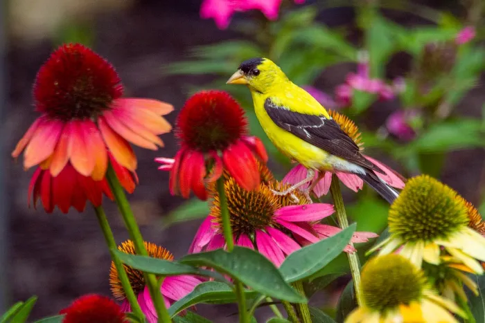 coneflower