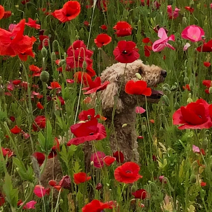 Backyard Wildflower Garden The Ultimate Guide