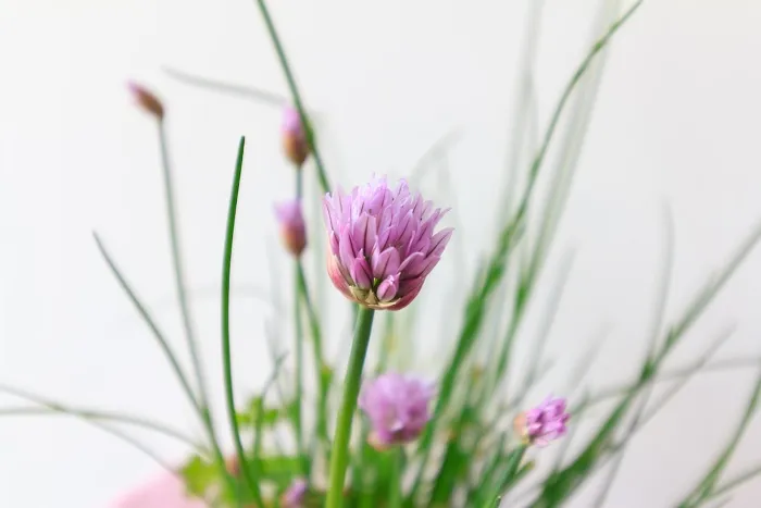 chives