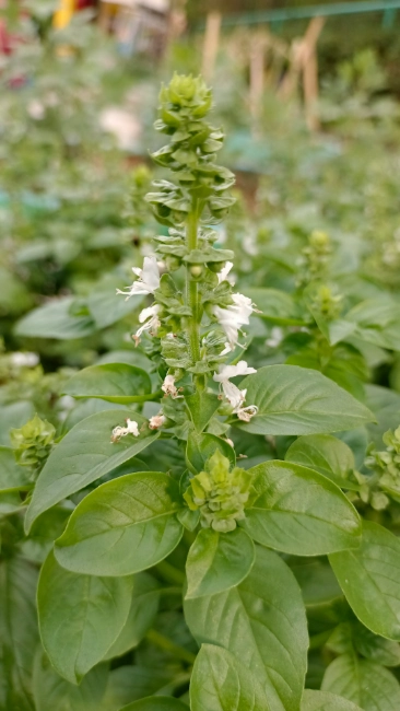 basil gone to seed