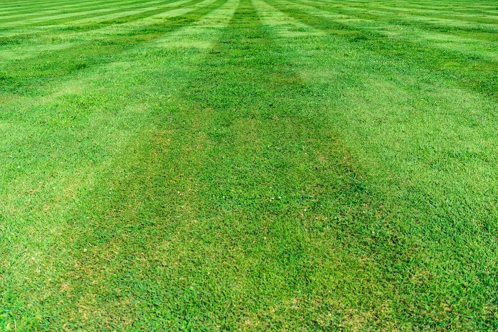 striped lawn is it good or bad for the grass if you make grass stripes on the lawn