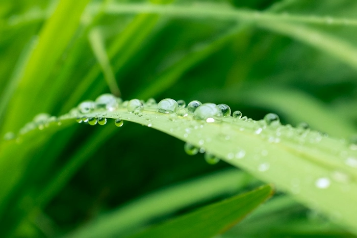 Wet Grass Allergy 