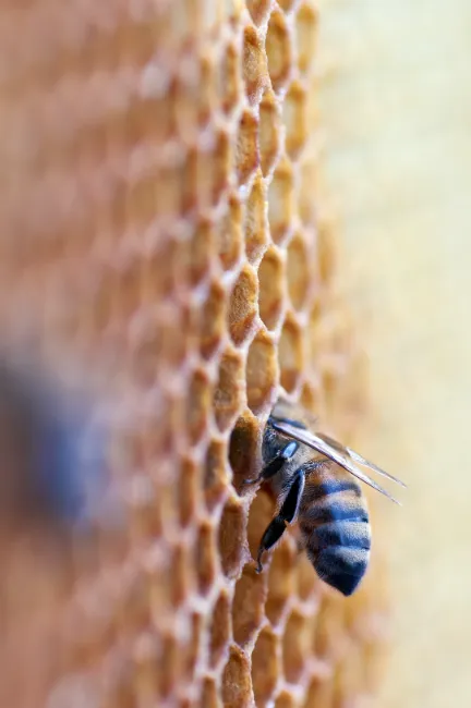 bee making honey