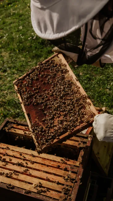 apiarist holding bee hive