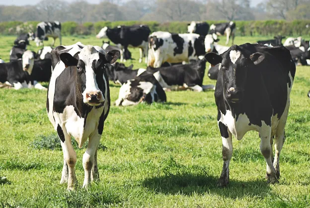 cows eating grass