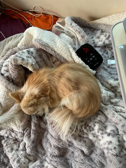 image of a small long haired chihuahua warming up on a heated blanket while camping