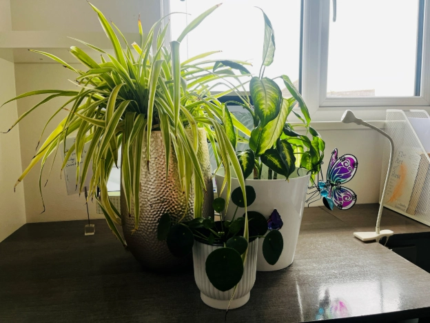 Indoor plants on home office desk beside window and lamp adding greenery to workspace
