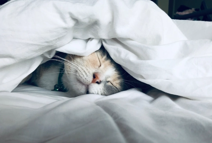 A good night sleep