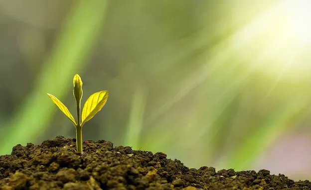Post-Purchase: Cultivating the Relationship