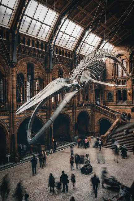 National Dinosaur Museum