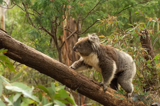 Tidbinbilla Nature Reserve