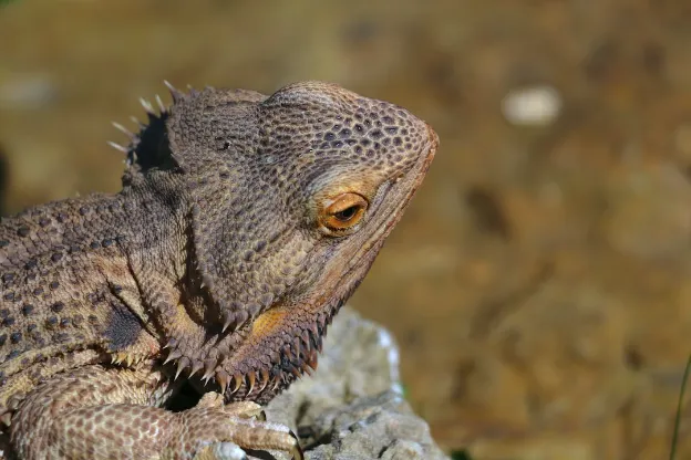 Shingleback Lizard