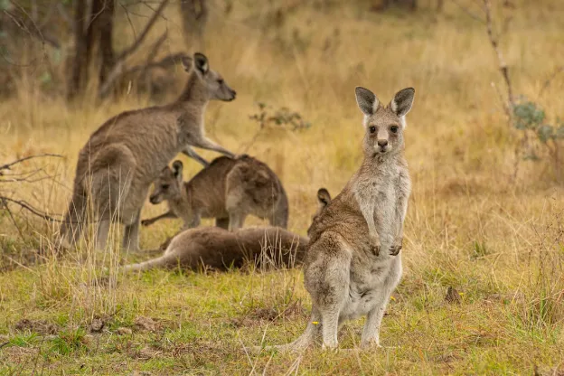 Tidbinbilla Nature Reserve