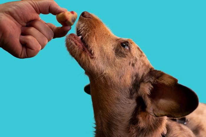 Whether Treats Can Replace Meals for Dogs 