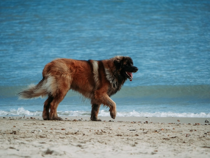 Homemade Low Sodium Meals For Senior Dogs With Heart Conditions